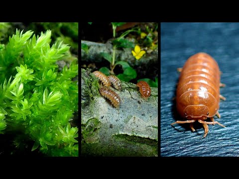Building my BIGGEST Ecosystem yet! - Creating a Large Woodland Terrarium / Vivarium