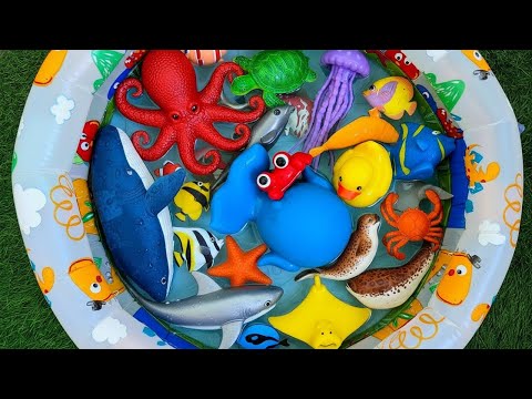 Learn Sea Animal Names and Facts | Ocean Name Learning for Toddlers & Preschoolers Kids