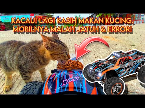 CHAOTIC! feed it to a Stray Cat but RC car falls (Mobil Mainan)