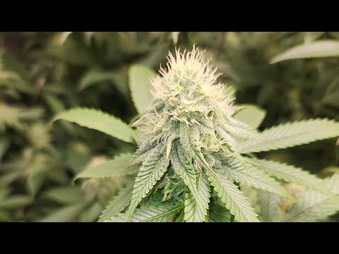 Grow 1 - Week 15 Update - Day 28 of Flower