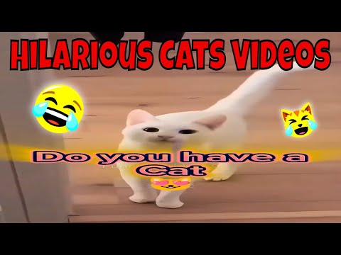 Most Hilarious Cats Videos That Will Make You Laugh #shorts #roflcats