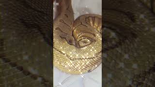 💛✨#piedballpython (reposted & edited vid)#snake #viral #shorts #foryou #reptiles #animals #fypシ
