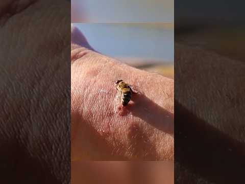 Why Honey Bies Die After Sting!! 🐝😱 #shorts #youtubeshorts