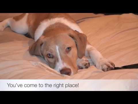 Pet Friendly Hotels Peoria, Arizona
