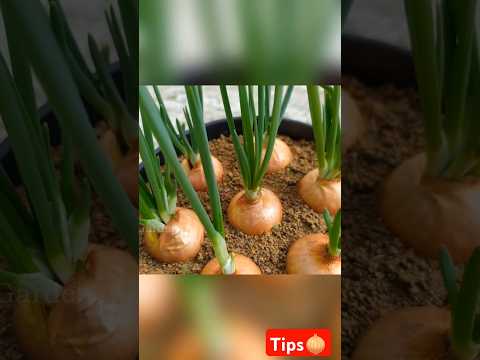 Good idea planting Onions 🧅🧅