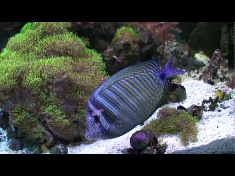 Saltwater Aquarium