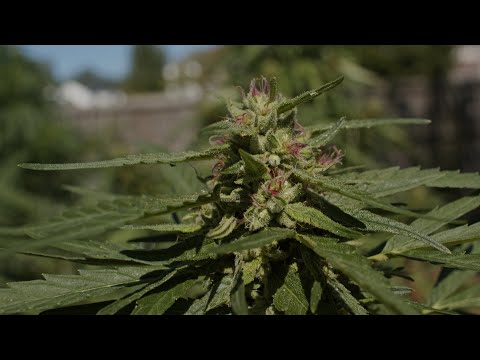 Grow Marijuana Outdoors🍃👨‍🌾☀️