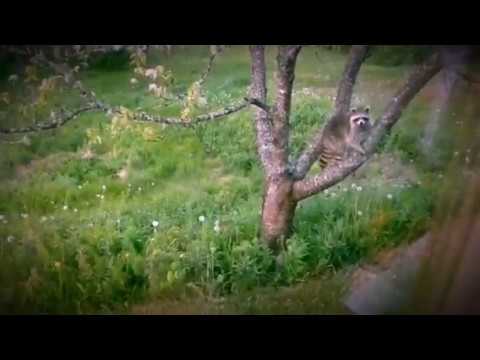 Bird Feeder Bandit