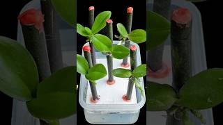 Soak orchid branches in garlic water, after only 1 week they will grow uncontrollably