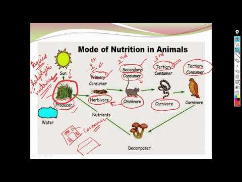 CLASS-7 SCIENCE NCERT CHAPTER-2 NUTRITION IN ANIMALS PART-1