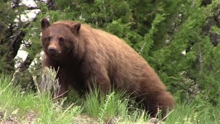 Bear encounter on Yellowstone hike
