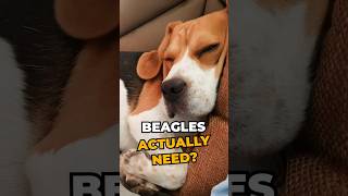 Beagles need more sleep than you think!