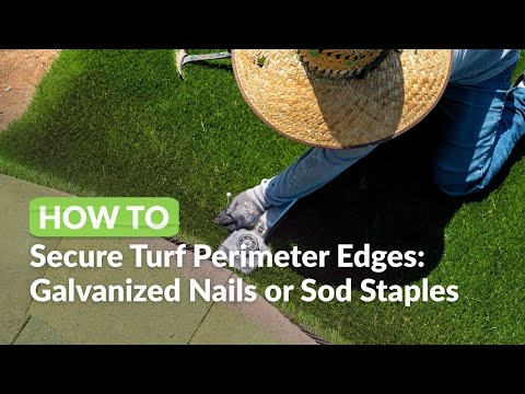 How to Secure Artificial Turf Perimeter Edges: Galvanized Nails or Sod Staples