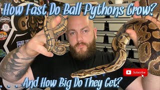 How Fast Do Ball Pythons Grow? And How Big Do They Get?