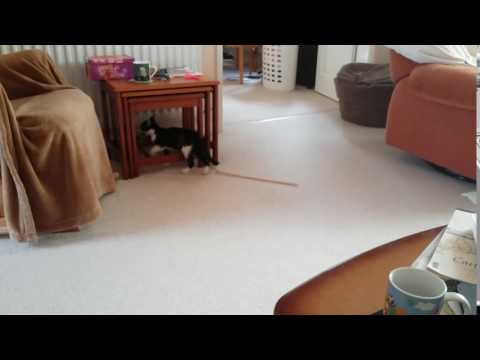 Learning to Hunt