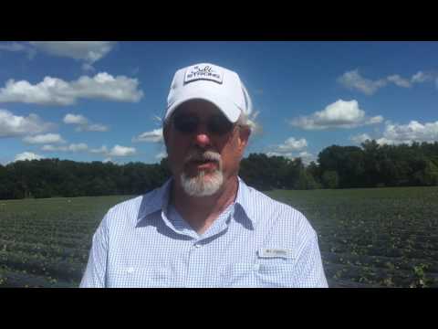 Strawberry Station Farms Broadcast News