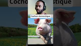 Animaux domestiques versus sauvages animaux #nature #omg