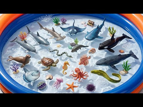 100 Sea Animals for Kids: Jellyfish, Whale & Octopus Adventure | Toddler Learning Video
