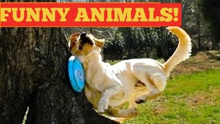 🤣Funny Animals Video🤣You Laugh till your Stomach Hurts||Funny Moments