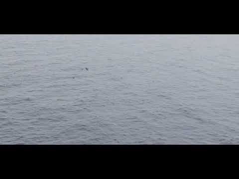 Dolphins playing near Regal Princess off coast of England