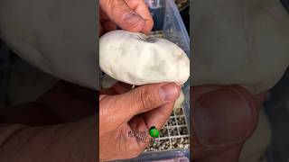 Eggs are close to #hatching! #molinarosnakelab #shorts #ballpython #royalpython #snakeeggs #witchy