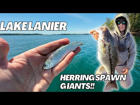 This is the BEST LAKE EVER!! (Lake Lanier GIANT Springtime Bass)
