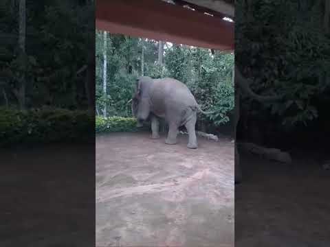 Elephant||Kodagu||