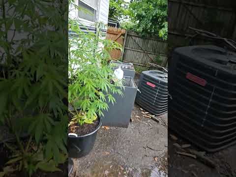 Slow and Sweet 🌱 Homegrown Outdoor Cannabis Gifted to a Neighbor #THCa #CannabisShorts #420