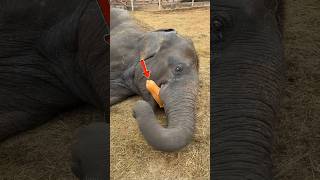 Hungry Elephant Gets Angry… Until THIS Happens! 🐘🎃 #shortsfeed #facts
