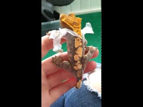 Crested Gecko shedding 2