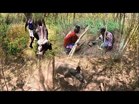 This is how we set wild hog traps