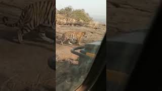 Panna national park #viral #pannanationalpark #wildlife #cat_share_tiger #panna  #subscribe_shorts