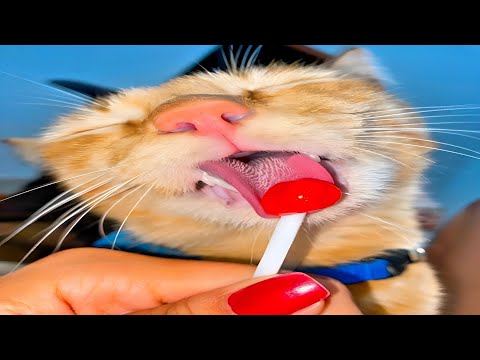 cats are both naughty and nice