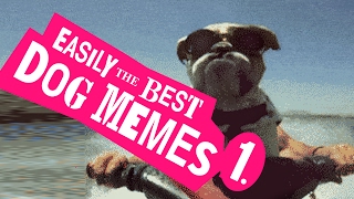 Easily the best Dog Meme Video Top 10 ★ Always fresh never stale ★ PBTV 2017