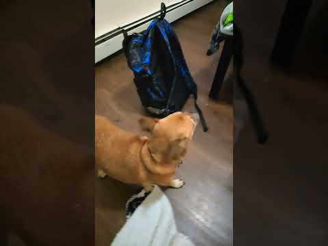 my dog