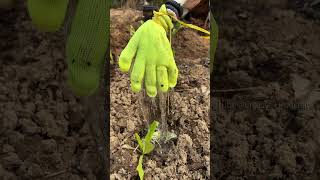 This watering method is so clever, learn it now!