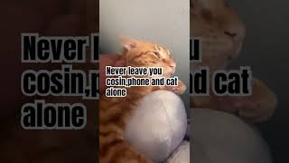 #catsorganizedneatly #catproblems #cat #kitten #catgoesfishing #pets #cattime #catlover #funnycat