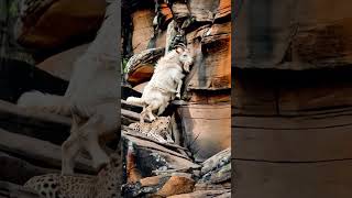 Goat vs Leopard Winner Will Shock You #shorts #underdogvictory  #mountaingoat