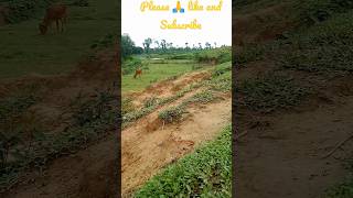 gardening leaves. #trendingshorts #increasesusbcribers #recommended