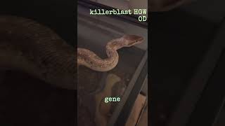 Gene #ballpython #reptiles #ballpythonsnake #royalpythons #python #snake #ballpythons101 #pets #many