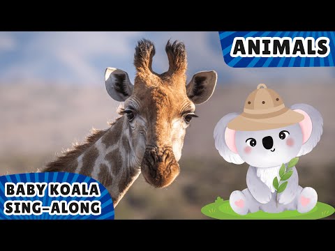 Fun Safari Adventure with Baby Koala 🎉 | Learn About Wild Animals | ChouChou Sing-Along Fun