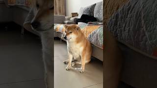 Shiba Inu #cute #animals #dog