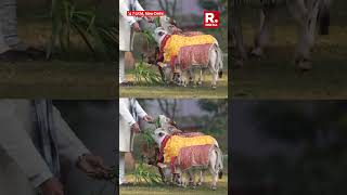 PM Modi Feeds Cows at His Residence on Makar Sankranti