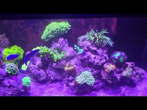 the chill 20g system