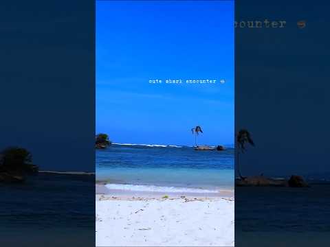 🤯 Cute sharks 🦈 encounter at Zapatilla 🏝️ Paradise Island, Bastimentos International Marine Park