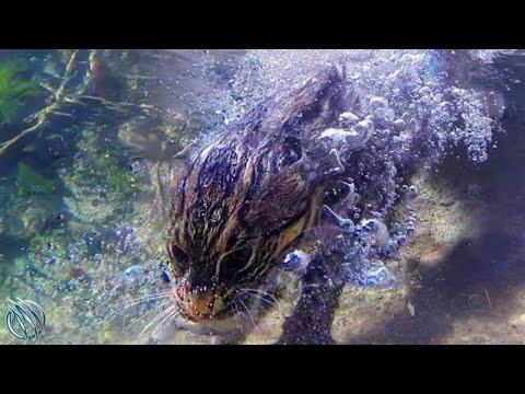 The Cunning Feline That Hunts Underwater ─ Fishing Cat
