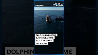 Sunita Williams Return | Dolphins Welcome Sunita Williams, Butch Wilmore Back Home