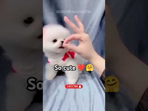 So cute pomeranian puppy dog 😍🐕#cute #cutedog #doglover #animals #pomeranian #shorts #viralshorts