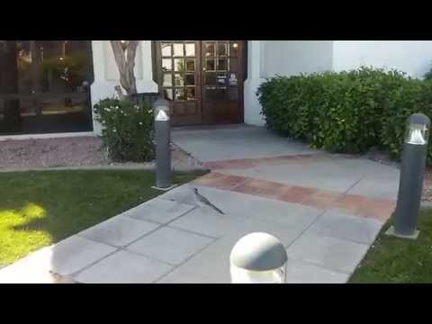 Roadrunners in Phoenix