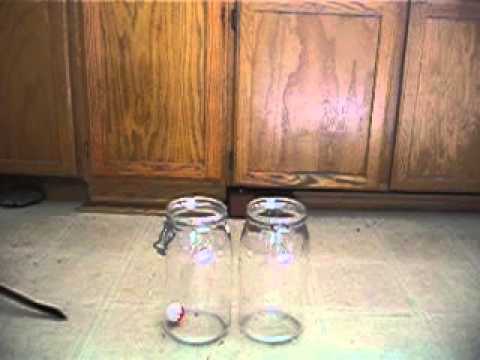 long-tailed weasel jar trick